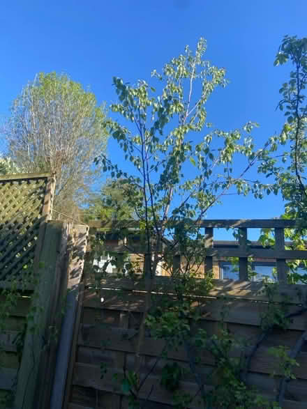 Photo of free Silver birch tree 3+ metres high (Watford Heath WD19) #1