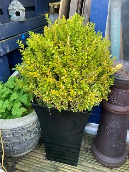 Photo of free Boxwood (Penrith CA11) #1