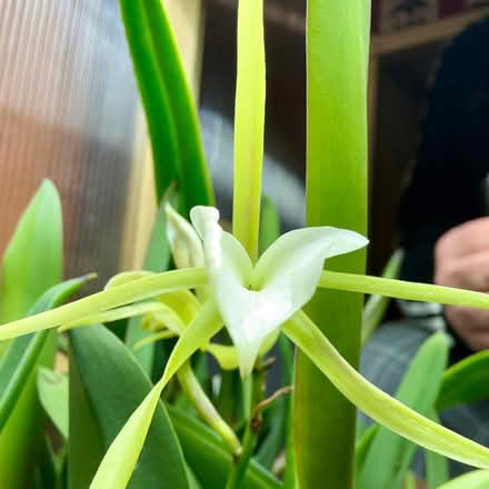 Photo of free Brassovola hybrids (Stanhope) #2