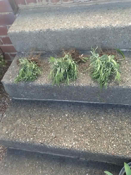Photo of free lavender plants (tingley WF3) #1
