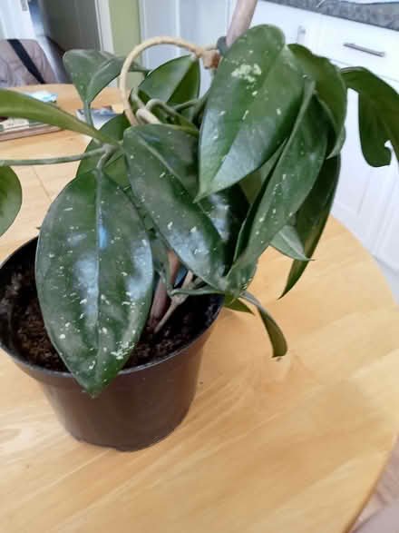 Photo of free house plant (Seaside BN22) #2