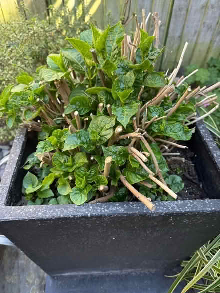Photo of free 2 mature hydrangeas in pots. Healthy and established (Teddington TW11) #2