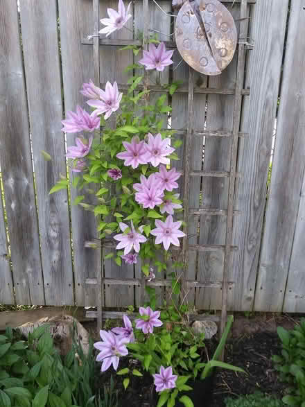 Photo of free Clematis (paisley and imperial) #1
