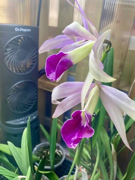 Photo of free Brassovola hybrids (Stanhope) #3