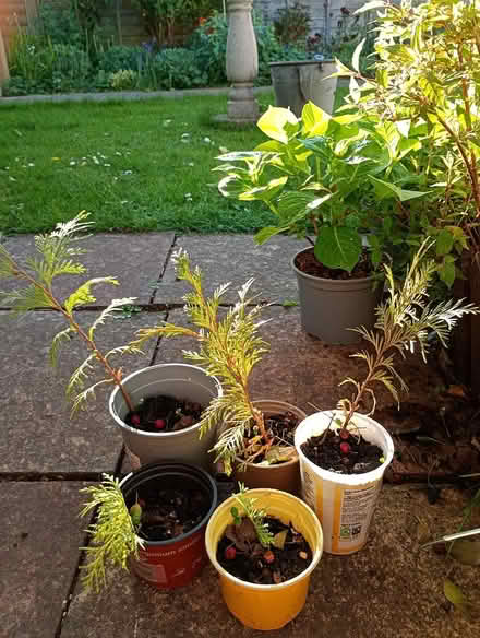 Photo of free Five fir trees (Cowley Oxford) #1