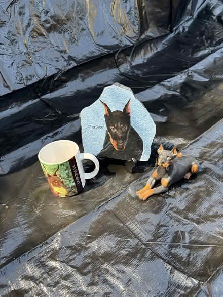 Photo of free Doberman (Dog items) (Kanata) #1