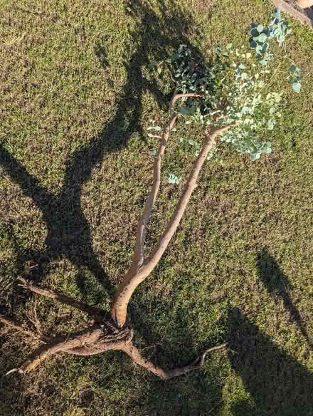 Photo of free eucalyptus tree (Odd Down BA2) #1