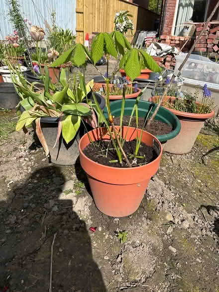 Photo of free Horse Chestnut (Wincobank, S5) #3