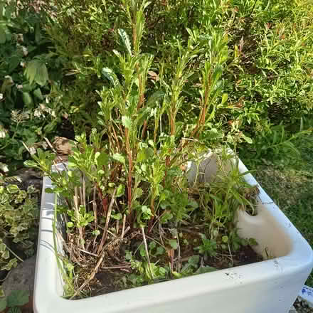 Photo of free Clump of large ox-eye daisies (Haldens AL7) #1