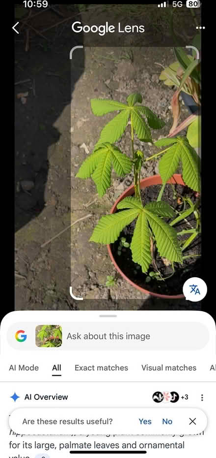 Photo of free Horse Chestnut (Wincobank, S5) #1