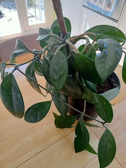 Photo of free house plant (Seaside BN22) #3