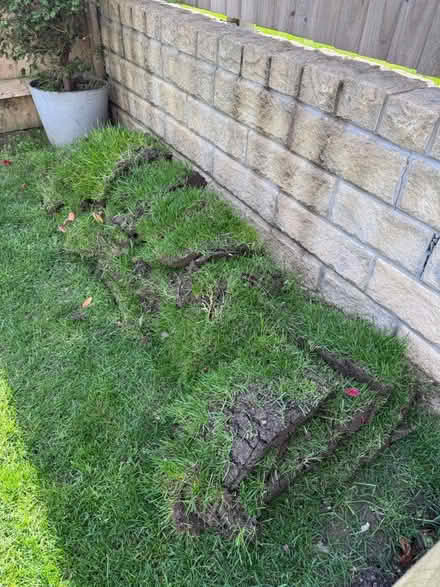 Photo of free Garden Turf - cut today (HG3) #2