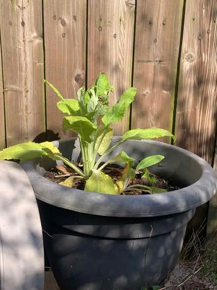 Photo of free Foxglove and Lupin (Penrith CA11) #1