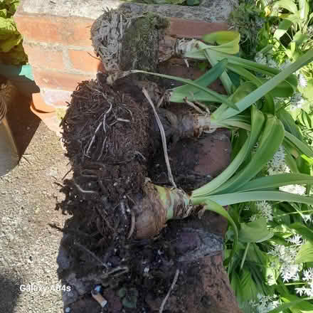 Photo of free 4 Amaryllis bulbs. (Wisewood S6) #1