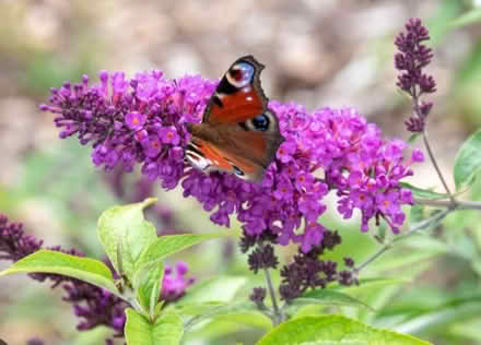 Photo of free Buddleja (Penrith CA11) #2