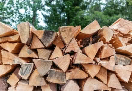 Photo of Fire wood or downed trees (kemp park) #1