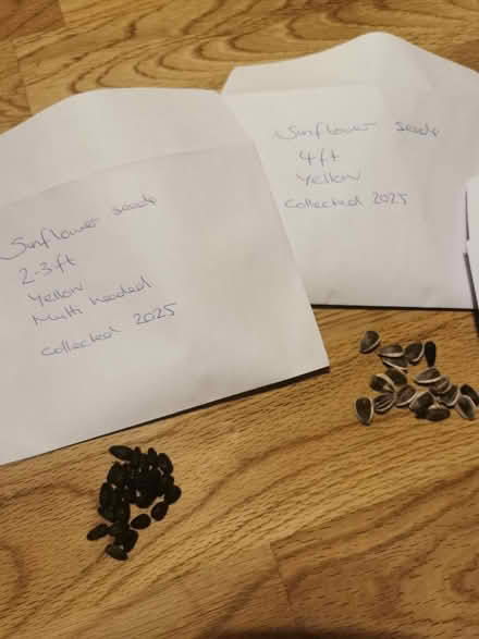 Photo of free Sunflower seeds plus others (M35 Failsworth, Manchester) #2