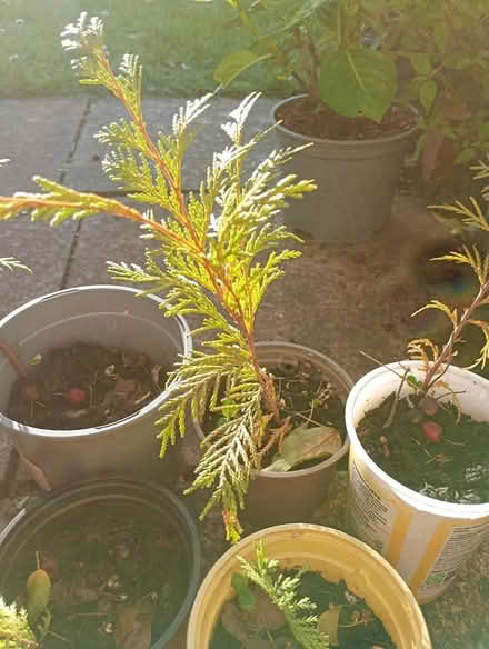 Photo of free Five fir trees (Cowley Oxford) #2