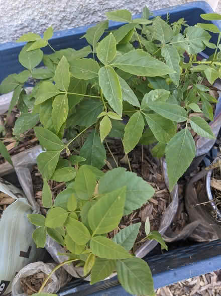 Photo of free Buckeye Tree Saplings (Tingley Beach) #1