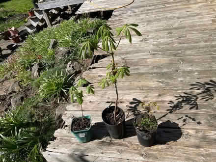 Photo of free Horse chestnuts saplings (Merchiston EH10) #2