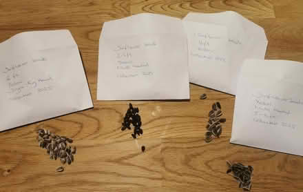 Photo of free Sunflower seeds plus others (M35 Failsworth, Manchester) #1