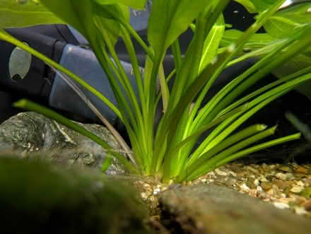 Photo of free Amazon Sword aquarium plant (Bear Flat, Bath BA24) #3