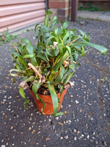Photo of free Plant like a grass with curly leaves (Taverham NR8) #1