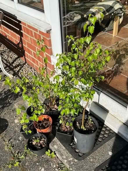 Photo of free small trees (Gosforth NE3) #3