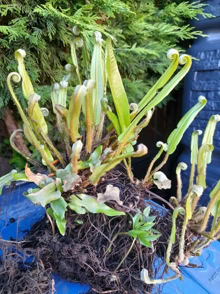 Photo of free Hart's Tongue Fern Plants (CT15) #1