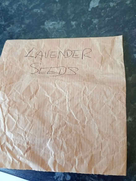Photo of free Lavender seeds (Cowley Oxford) #1