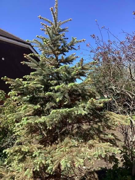 Photo of free Tree (Camberley) #2