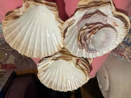 Photo of free Shells (Headington OX3) #1