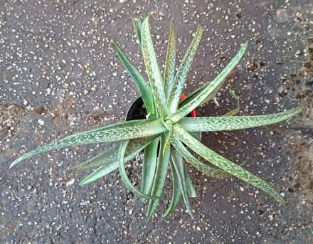 Photo of free Plant - succulent, sturdy pointy leaves (Taverham NR8) #2