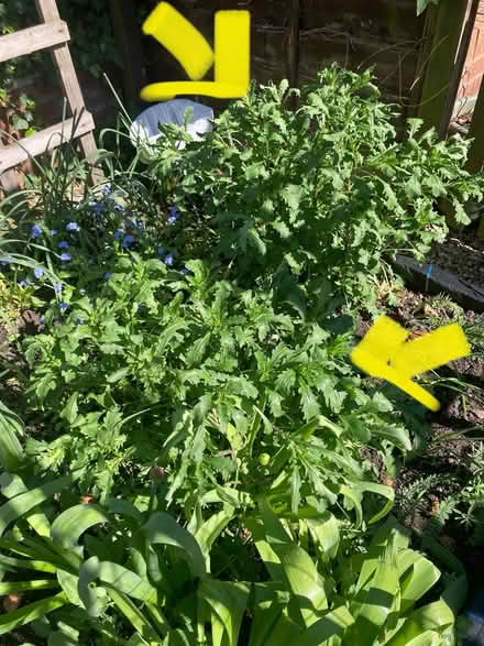 Photo of free 3+ oxe eye Daisy plants (Ifton Heath SY11) #2