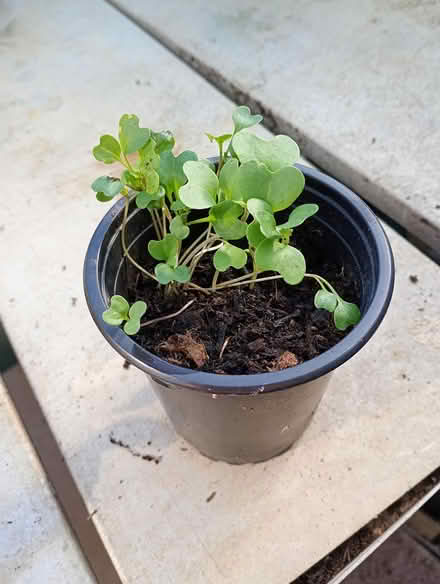 Photo of free Kale seedlings (Cowley Oxford) #1