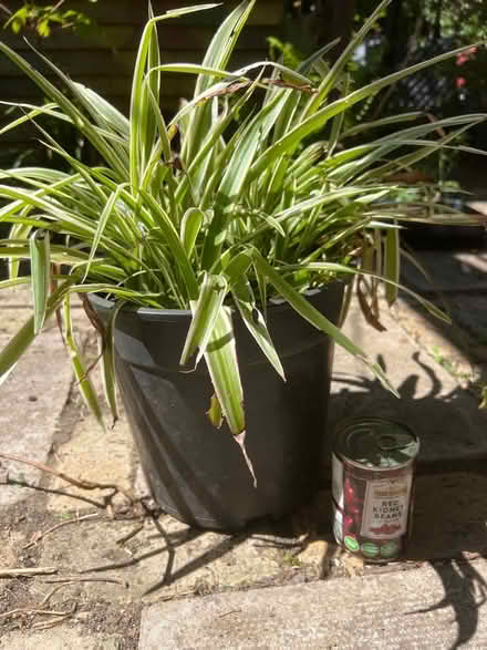 Photo of free Large Spider Plant (Bethnal Green E1 5DE) #1