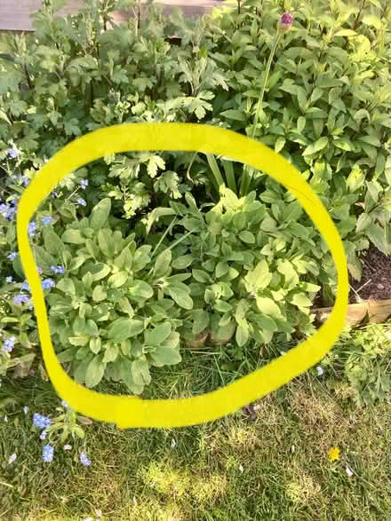 Photo of free 3 x sage plants (Ifton Heath SY11) #1