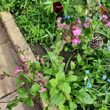 Photo of free Plants (Southport PR9) #3