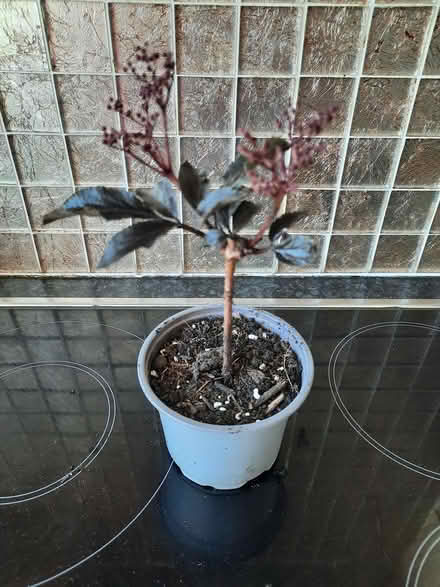 Photo of free Sambucus black beauty shrub cutting (Morden SM4) #4