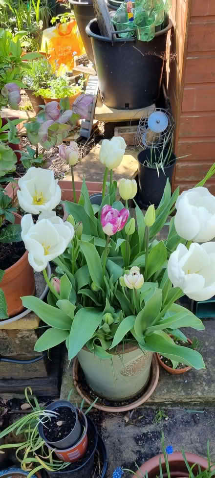 Photo of free Tulip bulbs (South Tonbridge TN9) #1