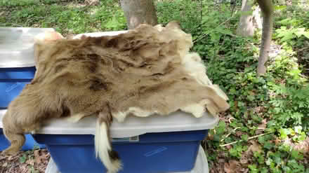 Photo of free Deer hide (Severna Park, behind Giant) #2