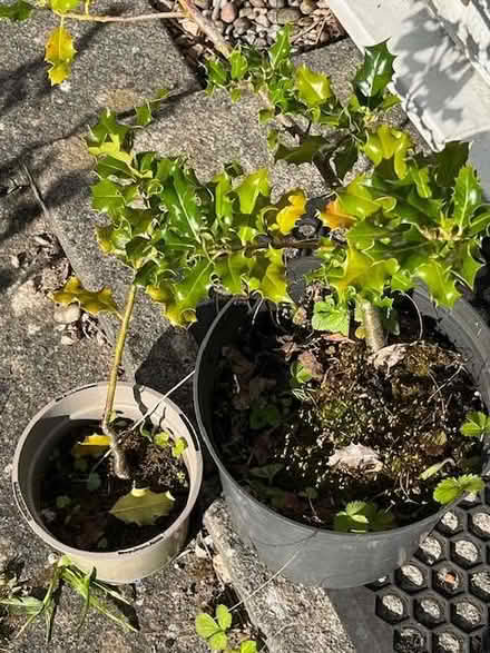 Photo of free small trees (Gosforth NE3) #4