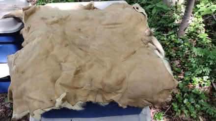 Photo of free Deer hide (Severna Park, behind Giant) #1