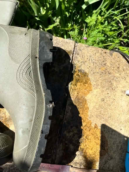 Photo of free Green wellingtons size 9 (Hoddesdon EN11) #2