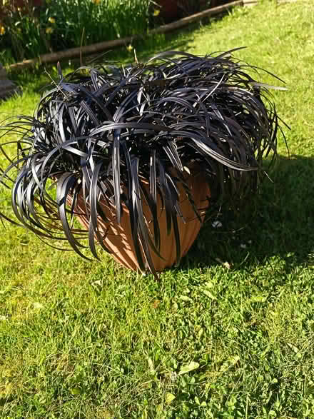 Photo of free Black grasses - Ophiopogon (Kincorth AB12) #1