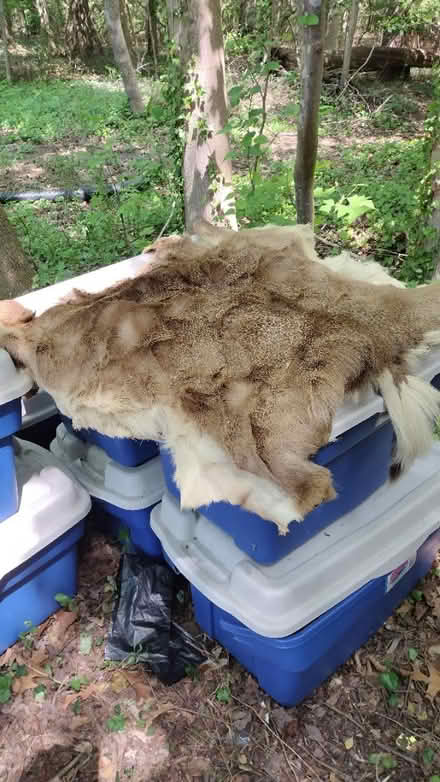 Photo of free Deer hide (Severna Park, behind Giant) #3