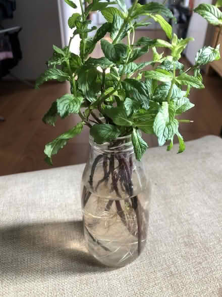 Photo of free Mint saplings (Hertford SG13) #1