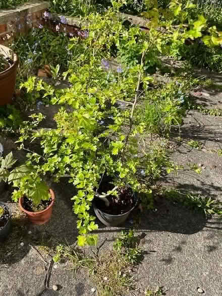 Photo of free small trees (Gosforth NE3) #2