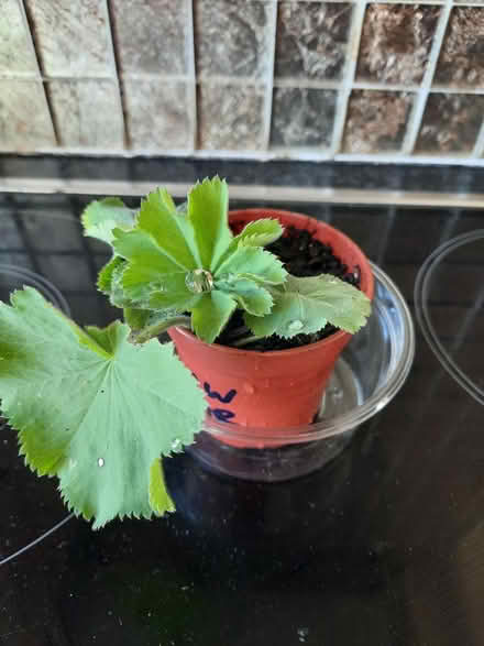 Photo of free Alchemilla Mollis cutting (Morden SM4) #4