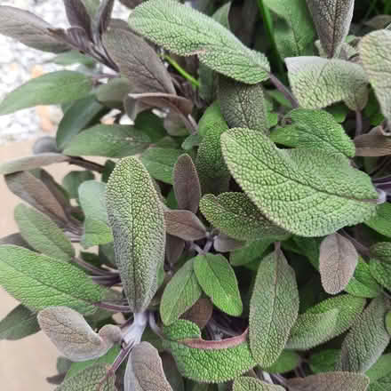 Photo of free Plants (Southport PR9) #2